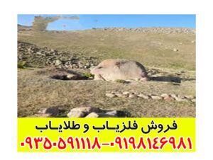 نشانه موش در دفینه یابی