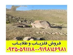 نشانه موش در دفینه یابی
