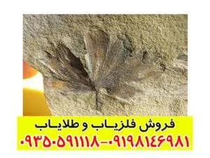 نماد گل در گنج یابی