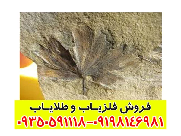 نماد گل در گنج یابی