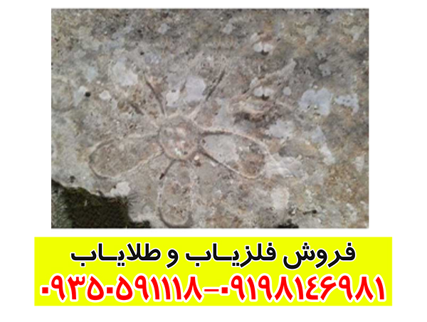 نماد گل در گنج یابی؛ بررسی معنی، نشانهها و روش تفسیر