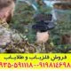 ردیاب بیونیک ایکس 4