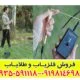 ردیاب ریفایندر