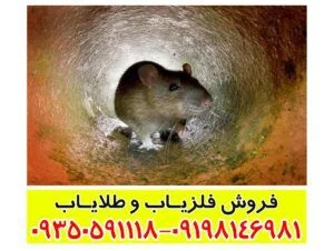 نماد موش در دفینه یابی